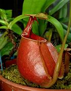 Nepenthes bicalcarata 'red' 1